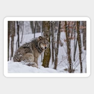 Timber Wolf In Snow Sticker